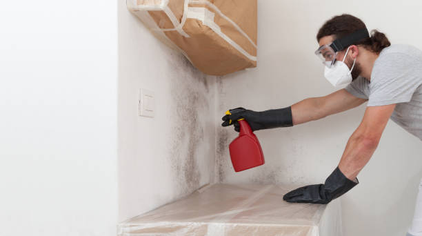 Basement Mold Remediation treatment on basement walls in Medina